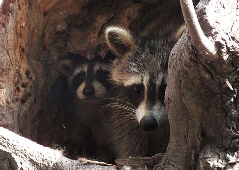 Raccoon Mother With Cubs Nesting In A Toronto Tree