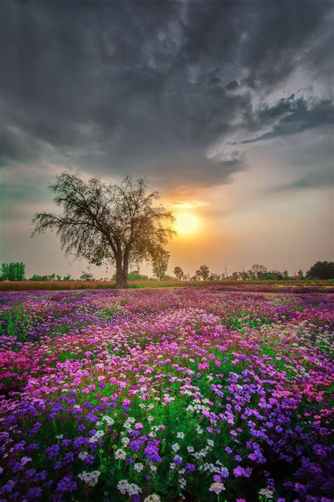 Garden In Heaven By Manvir Singh On 500px Landscape Photography