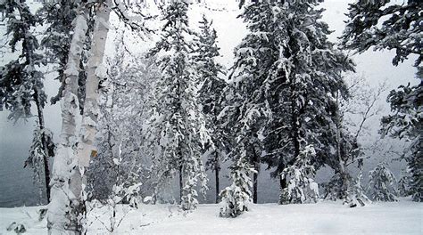 Snow Covered Trees Redlake Ontario Canada Painting By