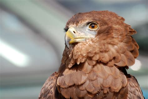 free images wing wildlife beak eagle predator hawk fauna raptor bird of prey close up