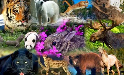 ¿qué Es Animales Silvestres Su Definición Y Significado 2021