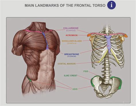 You may need consider between hundred or thousand products from many store. Anatomy Next - Anatomy of Torso: Anatomy & features | 그림, 공부