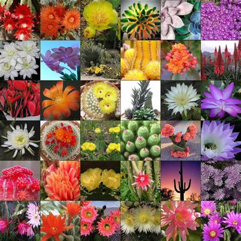 Arizona Cacti Choices For Your Garden