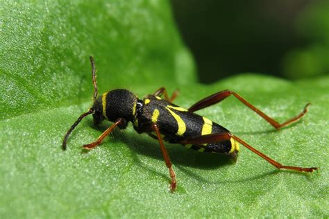 The Natural Stone Wasp Beetle