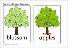 An apple tree's life cycle (explore life cycles). Apple tree life cycle flash cards (SB8908) - SparkleBox | Apple tree life cycle, Tree life cycle ...