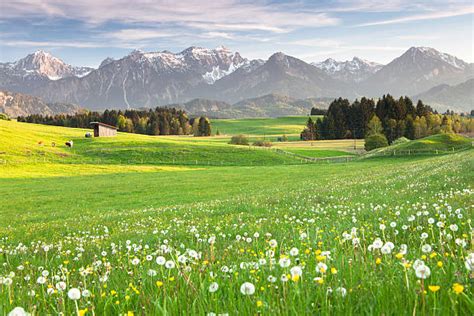 Bavaria Spring Stock Photos Pictures And Royalty Free Images Istock