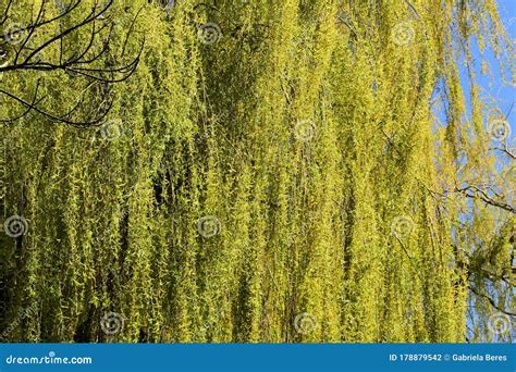 Weeping Willow Tree Branches With Leaves Stock Photo Image Of