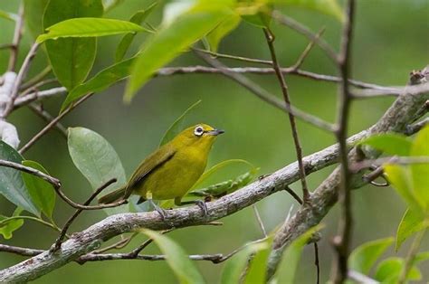 2 Jenis Burung Endemik Pulau Lombok Yang Perlu Anda Tahu