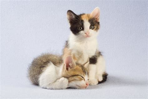 Two Kittens Isolated Stock Image Image Of Adorable Haired 5202417