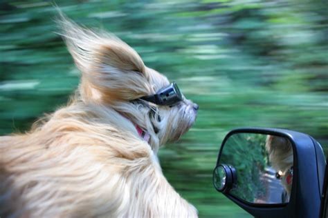 8 Gadgets For A Dog Friendly Road Trip Healthy Paws Pet
