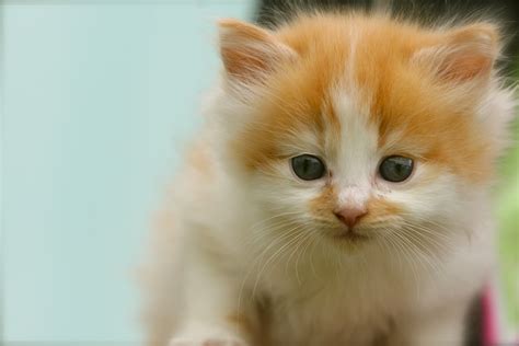 Wallpaper Nose Whiskers Skin Persian Look Kitten Spotted