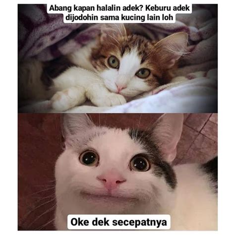 Maybe you would like to learn more about one of these? 7 Meme Kucing Romantis Minta Dinikahi Ini Bikin Senyum ...