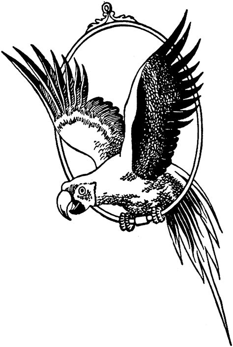 Cartoon parrot coloring pages see more images here : Free Parrot and Macaw Coloring Pages
