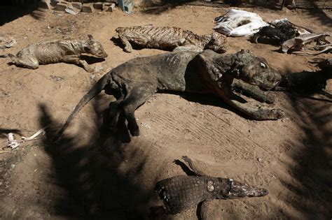 Mummified Animals Khan Younis Zoo Gaza Mirror Online