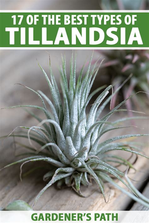 Types Of Air Plants Definitive Guide To 5 Types Of Air Plants 5