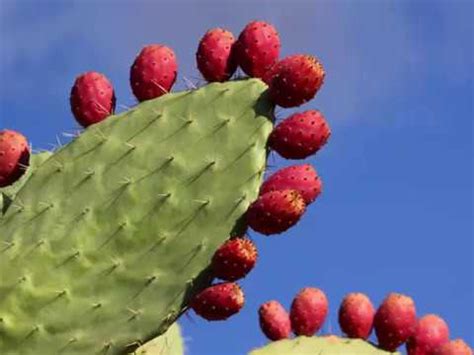 Because the shape of a flower (especially when in indonesia, studies of test components and nutrients in the antioxidant activity of rosella petals never investigated by ir. The Health Benefits of Tuna Fruit Tea - YouTube