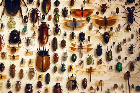 Böcek Türleri Yok Oluyor Webtekno