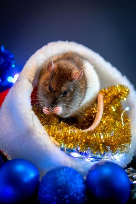 We did not find results for: New Year Concept. Cute White Rat In A New Year`s Decor ...