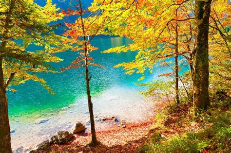 Premium Photo Autumn Trees With Red Yellow Leaves On The Shore Of