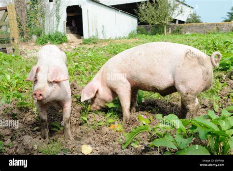 Agriculture Farming Small Tiny Little Short Barn Farm Piglet Pigs