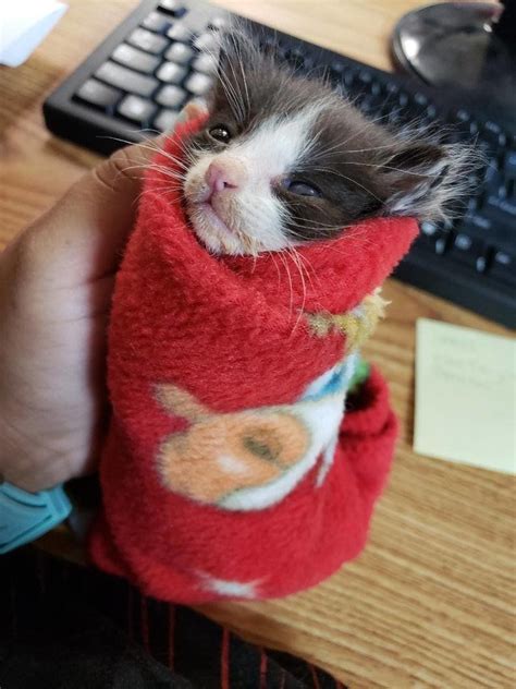 Runty Kitten Rejected By His Cat Mom Finds Comfort Swaddled In Blanket Crazy Cat People