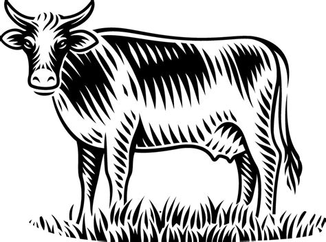 Ilustra O Em Vetor Preto E Branco De Vaca Em Estilo De Gravura Em