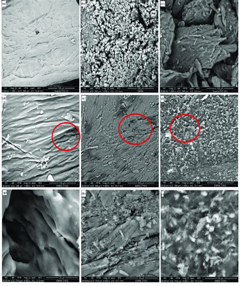 Sem Micrographs Of Ch A Tmc B Xg And Three Ipn Hydrogels T1x2