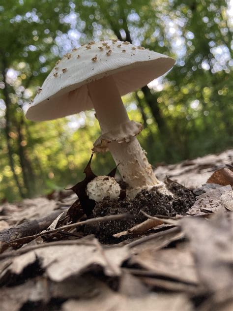 Holly Michigan 29 July 2020 Mushrooms Fungi Nature Photography