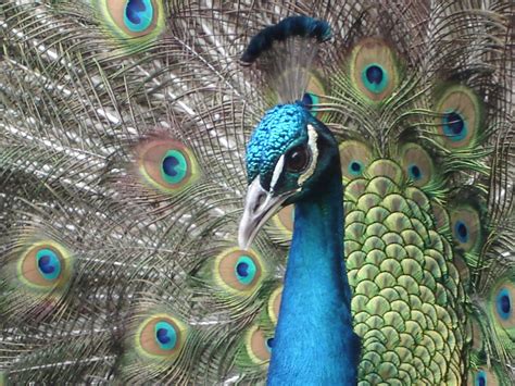 Free Download Wallpaper Hd Peacock Most Beautiful Bird High