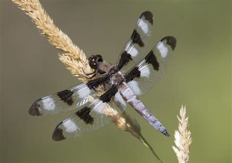 Beautiful Dragonflies Wildlife In Nature