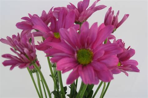 Spray Mums Daisy Purple Flower Floral Expert Dictionary Lobiloo