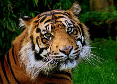 Sumatran Tiger Explore Brimacks Photos On Flickr Brimack Flickr