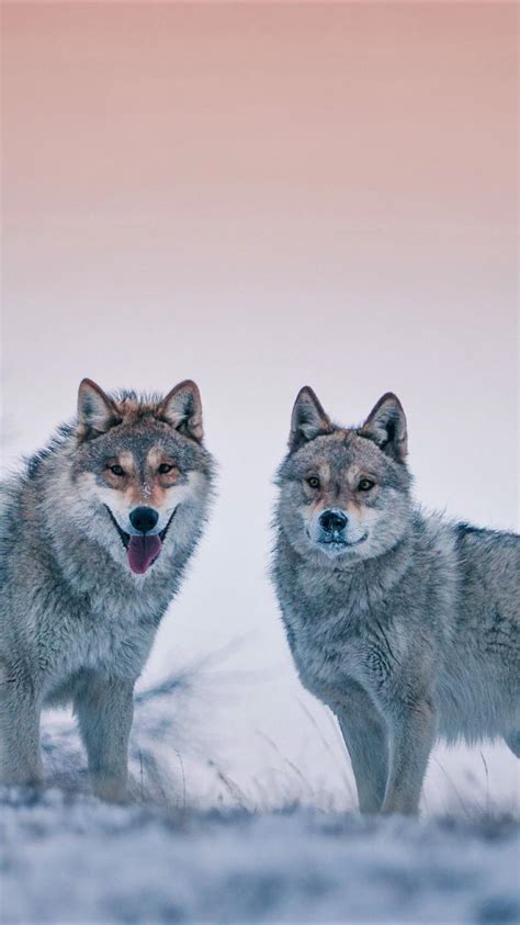 Cool Wolf Wallpapers For Phone Wolves Screensavers And Wallpaper 63