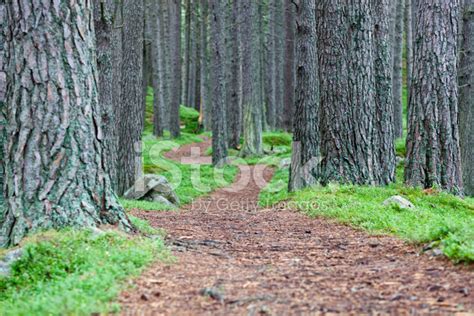 Winding Forest Footpath Stock Photo Royalty Free Freeimages