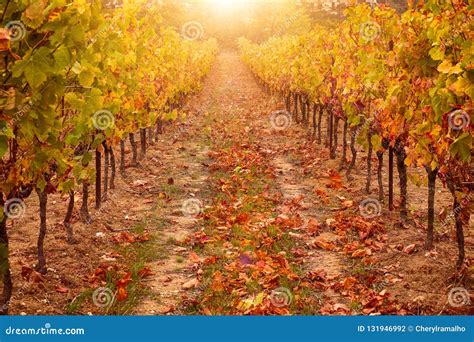 Vineyard In Autumn With Bright Sunlight And Golden Tones Provence