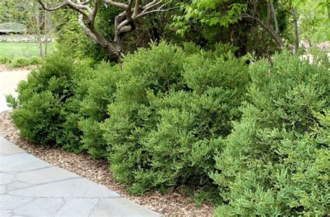Buxus Microphylla Var Japonica Wintergreen Wintergreen Boxwood