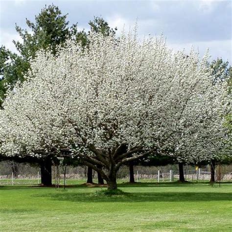 Fast growing flowering trees in michigan. Westcot Apricot Tree - Shelmerdine Garden Centre | Fast ...