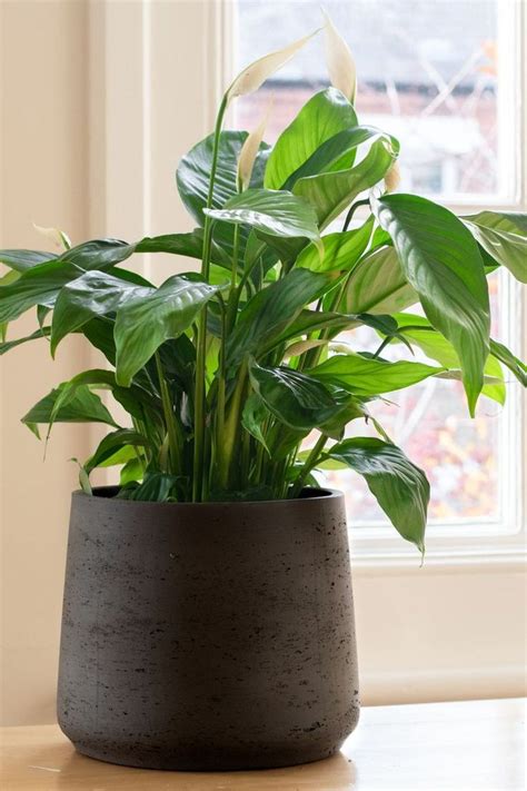 The Most Beautiful Indoor Plants To Add To Your Home In 2020 Indoor