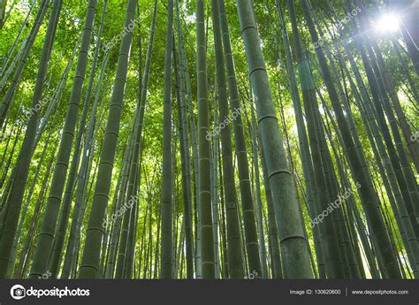 Green Bamboo Forest — Stock Photo © Boggy22 130620600