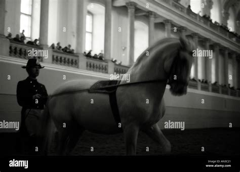 Lipizzaner Horse At The Spanish Riding School In Vienna Stock Photo Alamy