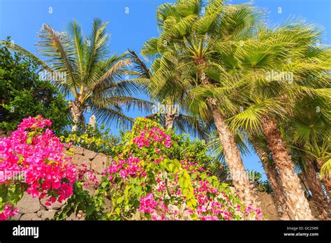 Palm Trees With Flowers Against Blue Sunny Sky Tenerife Canary