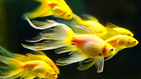 Gold Fish Size Small Rs 100 Piece Harsh Fancy Fish Aquarium Id