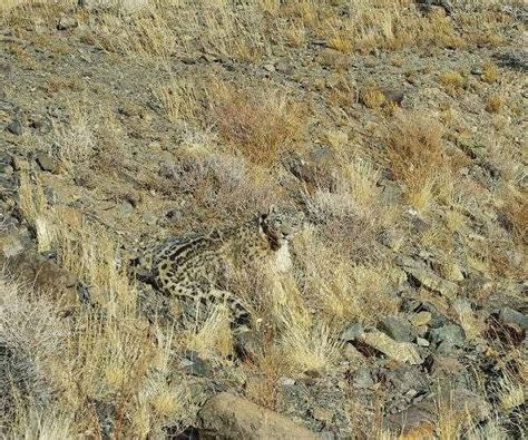 Camouflage Cats Wild Kingdom Pinterest