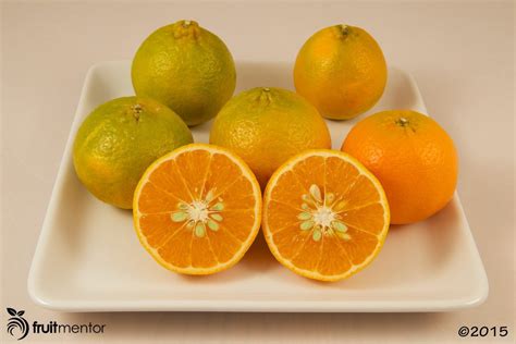 Usda 6 15 150 Mandarin Orange Fruitmentor™