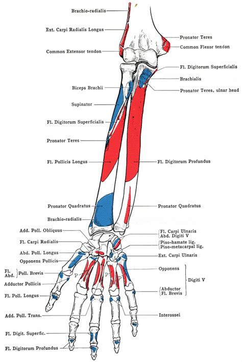 Start studying muscles named (by location). 8: The muscles and their location; anterior view | Download Scientific Diagram
