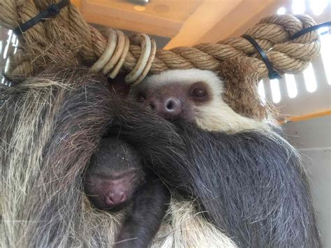 Baby Sloth Takes Colorado Zookeepers By Surprise See The Photos