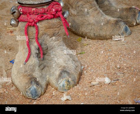 Patas De Camello Fotografías E Imágenes De Alta Resolución Alamy