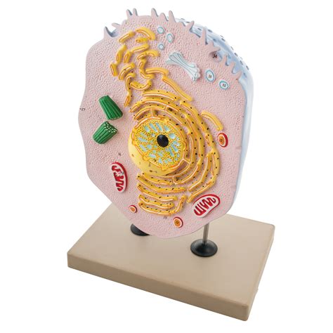 The Animal Cell Model 3d Animal Cell Model For A Step By Step How To