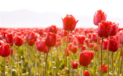 Tulips Bouquet Flowers Hd Desktop Wallpapers 4k Hd