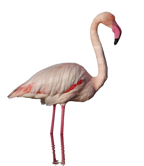 Flamingo Png Images Transparent Background Png Play